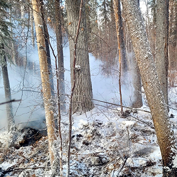 First-ever ‘zombie’ fire field data suggests overwintering may not be as destructive as predicted